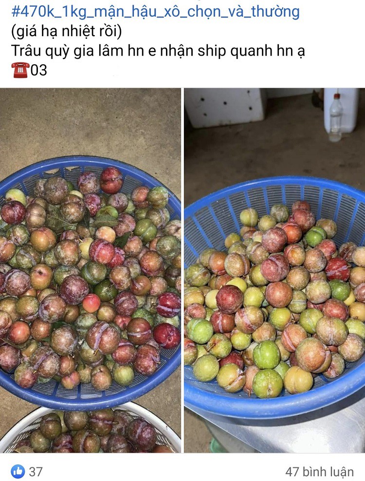 Loại quả rừng trái mùa giá gần nửa triệu đồng/kg vẫn được chị em lùng mua từng quả-2