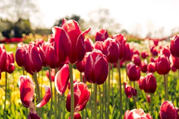 Cuối tháng 12, 3 con giáp nỗ lực hết mình, chuyển bại thành thắng, bùng nổ tài lộc-4