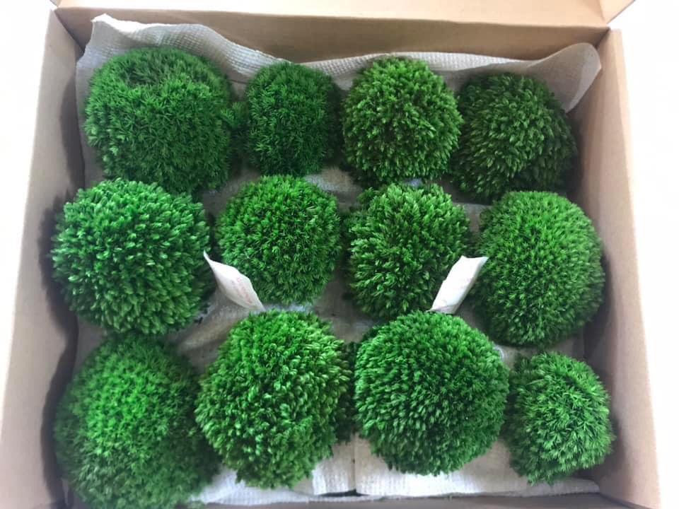 Lấy loại cây mọc dại đem bán, dân thu cả triệu đồng một ngày-1