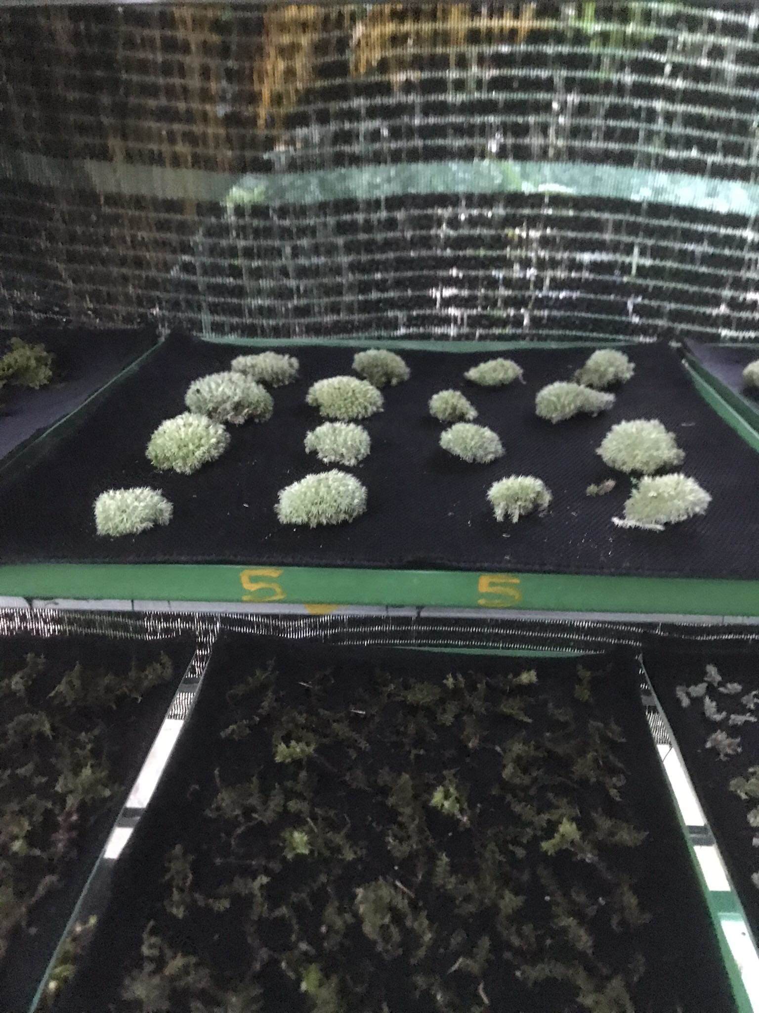 Lấy loại cây mọc dại đem bán, dân thu cả triệu đồng một ngày-2