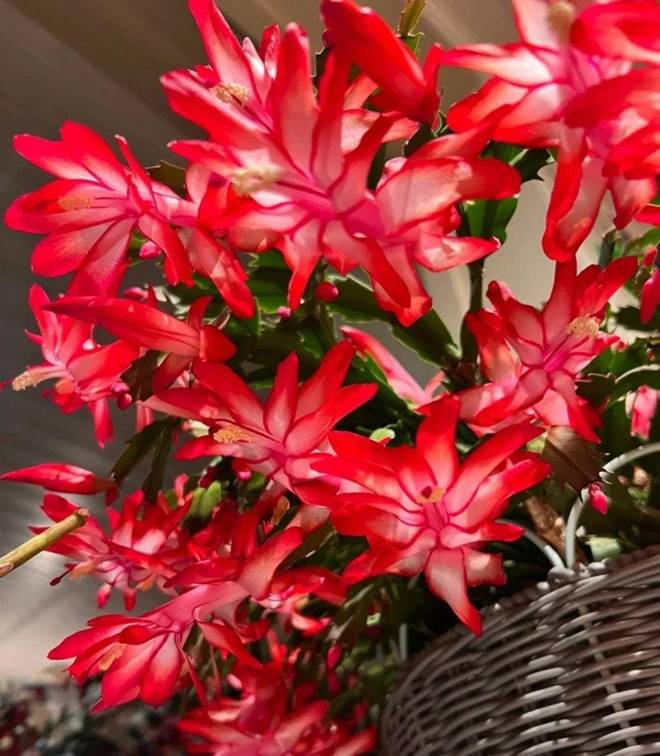 Cho 1 thìa này vào chậu lan càng cua, lá cứng hơn sắt”, hoa nở cả 1000 bông một lúc-2