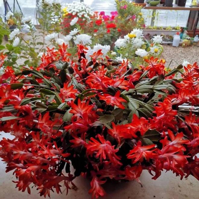 Cho 1 thìa này vào chậu lan càng cua, lá cứng hơn sắt”, hoa nở cả 1000 bông một lúc-3