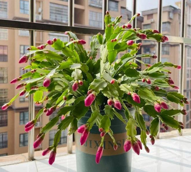 Cho 1 thìa này vào chậu lan càng cua, lá cứng hơn sắt”, hoa nở cả 1000 bông một lúc-4