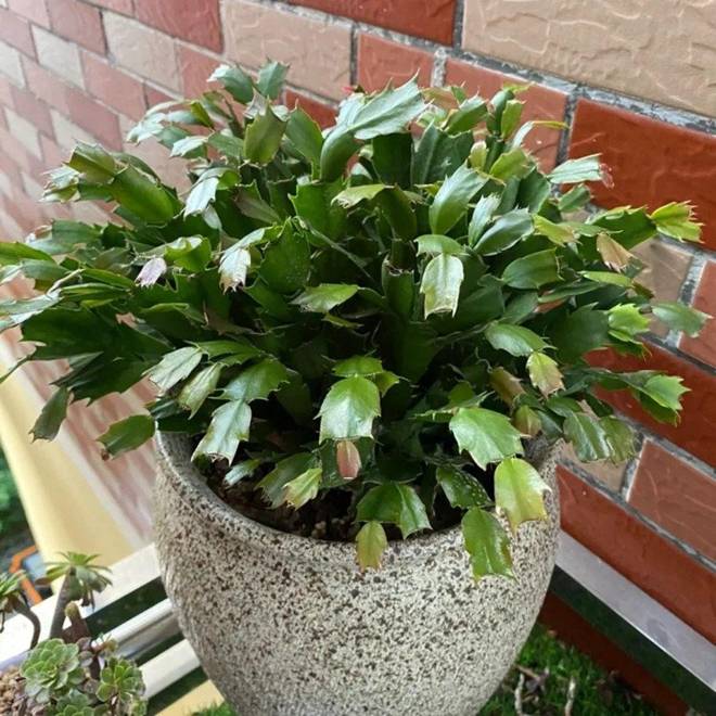 Cho 1 thìa này vào chậu lan càng cua, lá cứng hơn sắt”, hoa nở cả 1000 bông một lúc-5