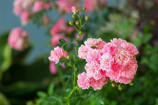 3 tuổi này được cát tinh chiếu trong năm Giáp Thìn 2024, từ tháng Giêng trở đi cuộc sống thuận lợi, tài lộc dồi dào ổn định-4