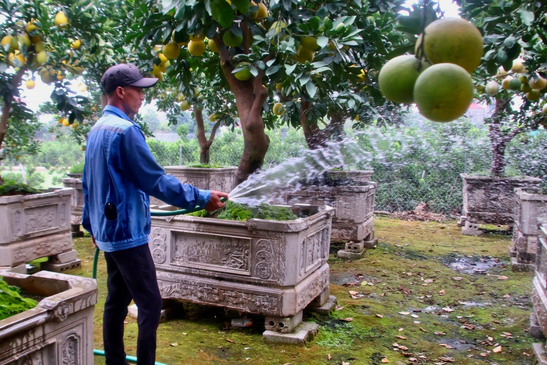 Kinh tế khó khăn, bưởi bonsai bán chậm, quất cảnh lên ngôi-3