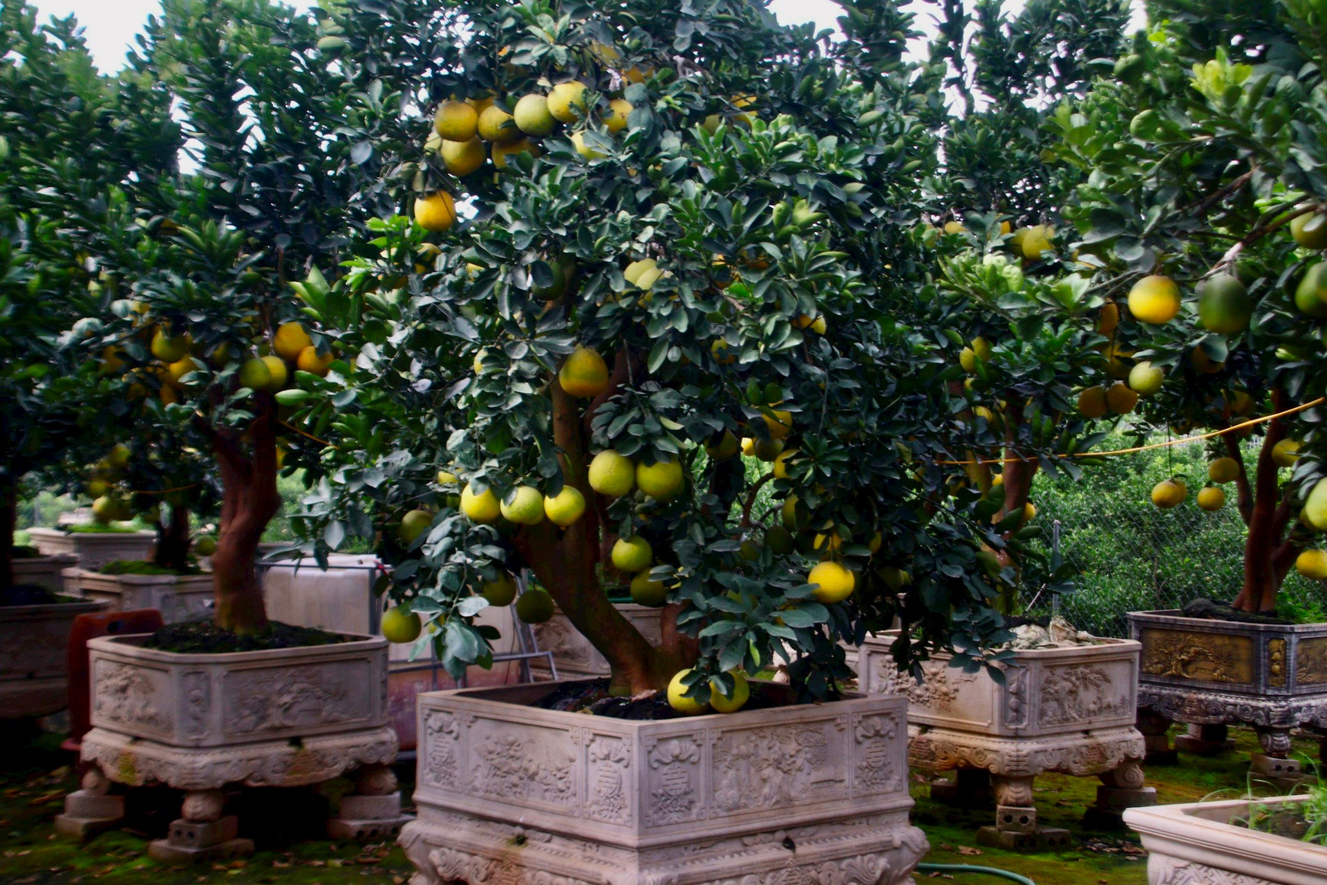Kinh tế khó khăn, bưởi bonsai bán chậm, quất cảnh lên ngôi-8