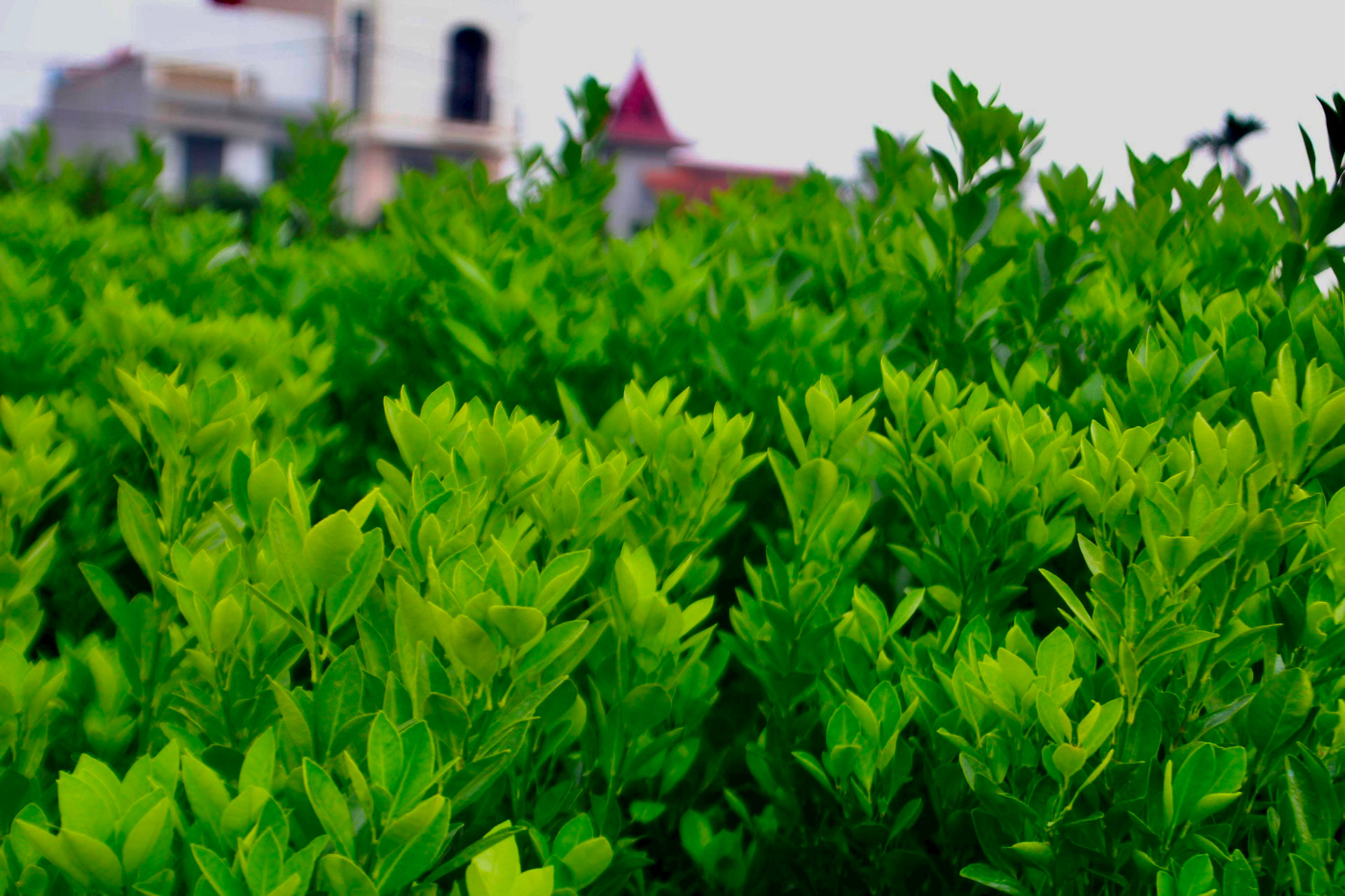 Kinh tế khó khăn, bưởi bonsai bán chậm, quất cảnh lên ngôi-10