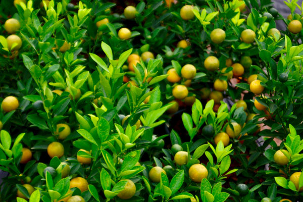 Thủ phủ bưởi diễn: Tới tấp đơn hàng Tết, kiếm bộn tiền check-in-7