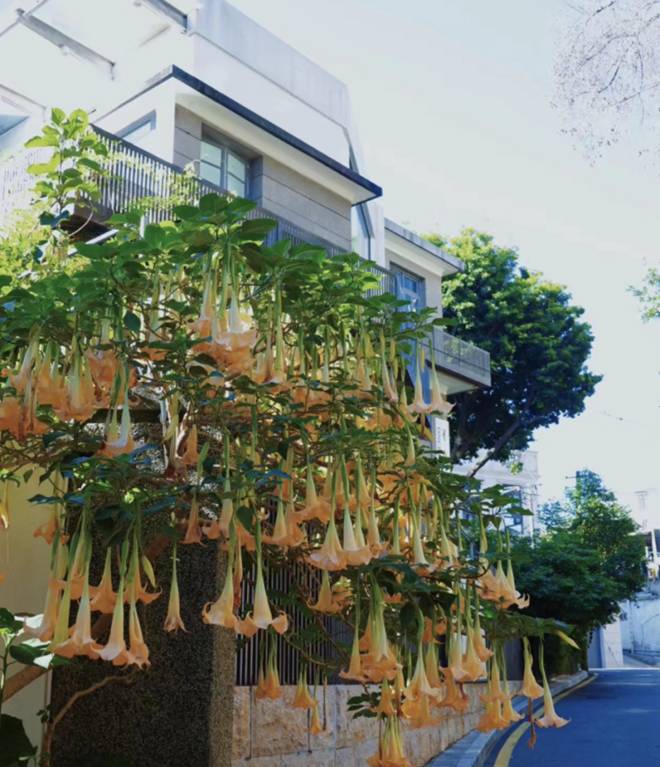 3 loại hoa gọi ma”, nếu trồng trong nhà dễ mang lại xui xẻo, đẹp mấy cũng nên nhổ bỏ ngay-1