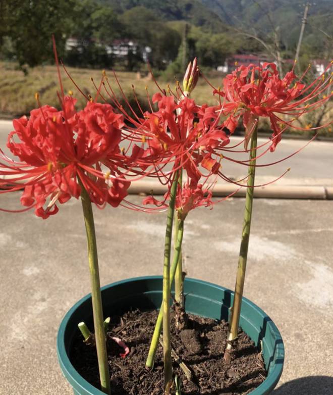 3 loại hoa gọi ma”, nếu trồng trong nhà dễ mang lại xui xẻo, đẹp mấy cũng nên nhổ bỏ ngay-4