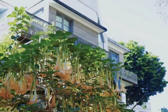 3 loại “hoa gọi ma”, nếu trồng trong nhà dễ mang lại xui xẻo, đẹp mấy cũng nên nhổ bỏ ngay