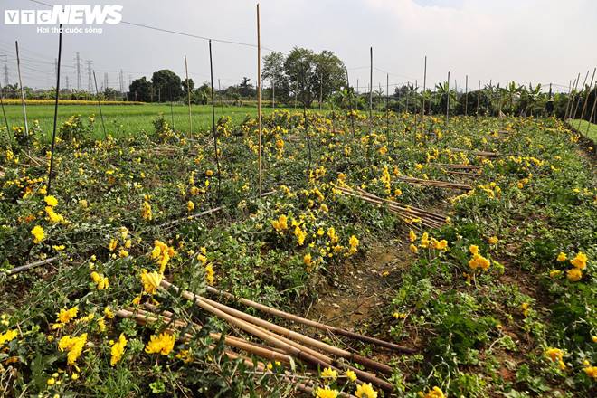 Giá rớt thảm ngay sát vụ Tết, hoa cúc Tây Tựu bị bỏ đầy đồng-1