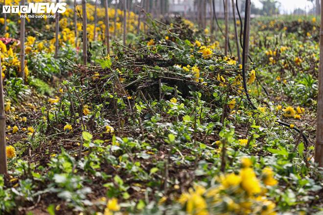 Giá rớt thảm ngay sát vụ Tết, hoa cúc Tây Tựu bị bỏ đầy đồng-2