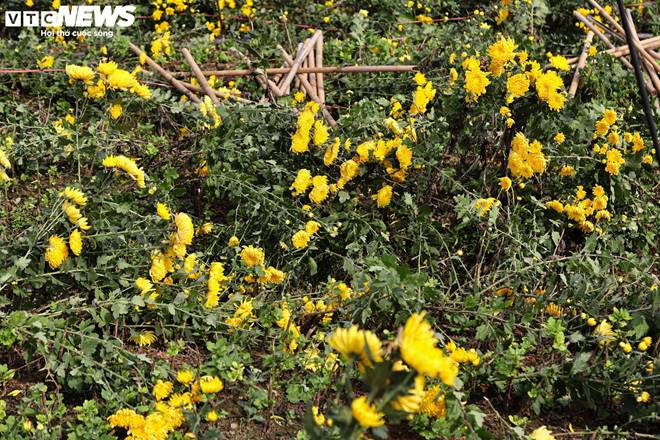 Giá rớt thảm ngay sát vụ Tết, hoa cúc Tây Tựu bị bỏ đầy đồng-4