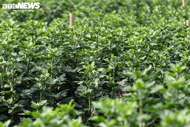 Giá rớt thảm ngay sát vụ Tết, hoa cúc Tây Tựu bị bỏ đầy đồng-6