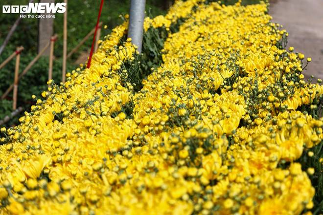 Giá rớt thảm ngay sát vụ Tết, hoa cúc Tây Tựu bị bỏ đầy đồng-9