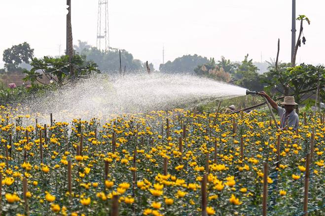 Giá rớt thảm ngay sát vụ Tết, hoa cúc Tây Tựu bị bỏ đầy đồng-10