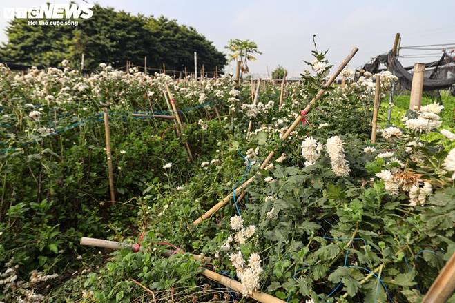 Giá rớt thảm ngay sát vụ Tết, hoa cúc Tây Tựu bị bỏ đầy đồng-11