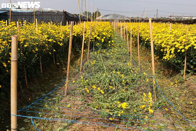 Giá rớt thảm ngay sát vụ Tết, hoa cúc Tây Tựu bị bỏ đầy đồng-12