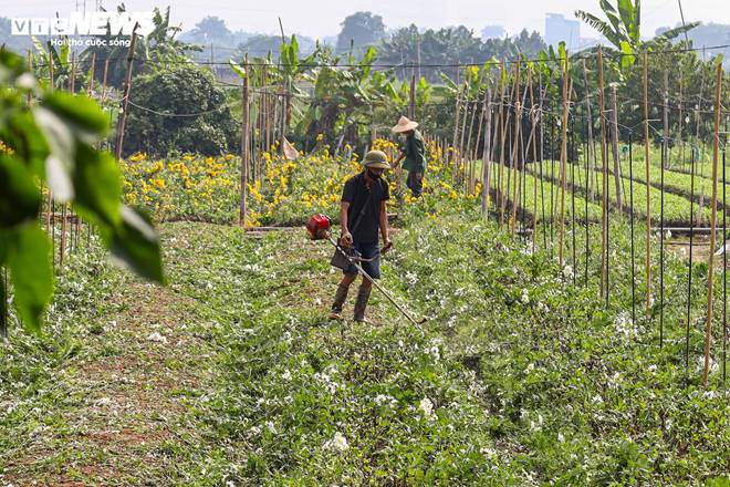 Giá rớt thảm ngay sát vụ Tết, hoa cúc Tây Tựu bị bỏ đầy đồng-13