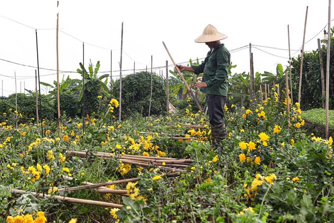 Giá rớt thảm ngay sát vụ Tết, hoa cúc Tây Tựu bị bỏ đầy đồng-14