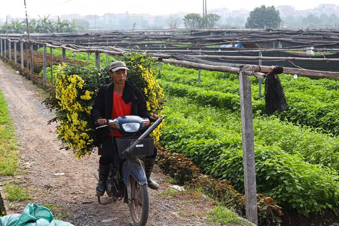 Giá rớt thảm ngay sát vụ Tết, hoa cúc Tây Tựu bị bỏ đầy đồng-15