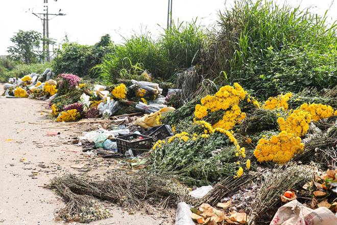 Giá rớt thảm ngay sát vụ Tết, hoa cúc Tây Tựu bị bỏ đầy đồng-16