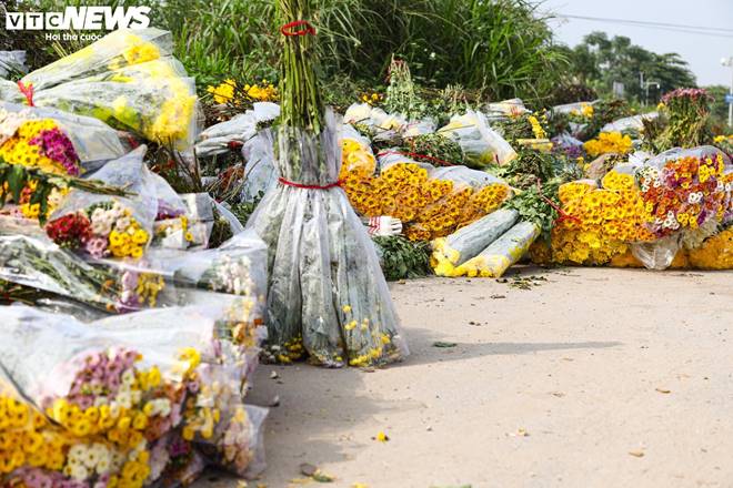 Giá rớt thảm ngay sát vụ Tết, hoa cúc Tây Tựu bị bỏ đầy đồng-17
