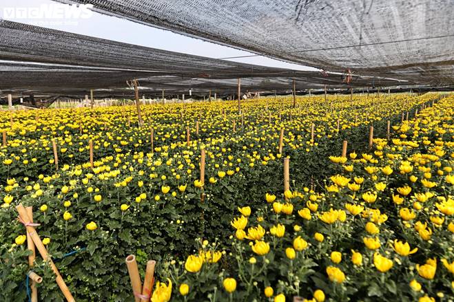 Giá rớt thảm ngay sát vụ Tết, hoa cúc Tây Tựu bị bỏ đầy đồng-18
