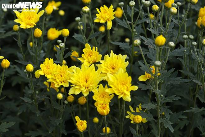 Giá rớt thảm ngay sát vụ Tết, hoa cúc Tây Tựu bị bỏ đầy đồng-19