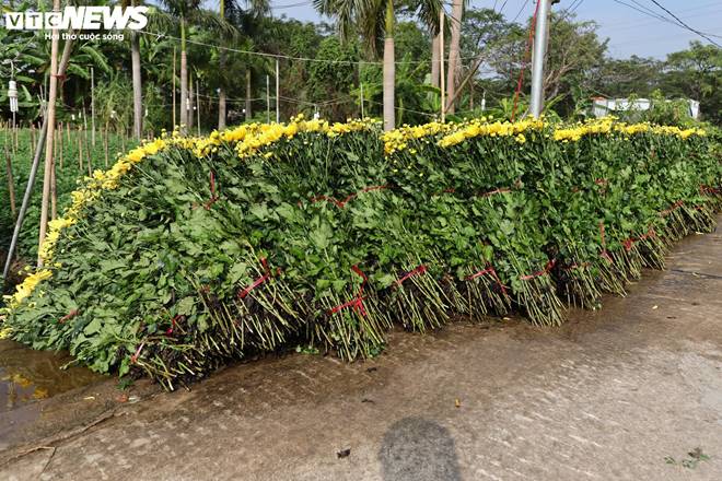 Giá rớt thảm ngay sát vụ Tết, hoa cúc Tây Tựu bị bỏ đầy đồng-8
