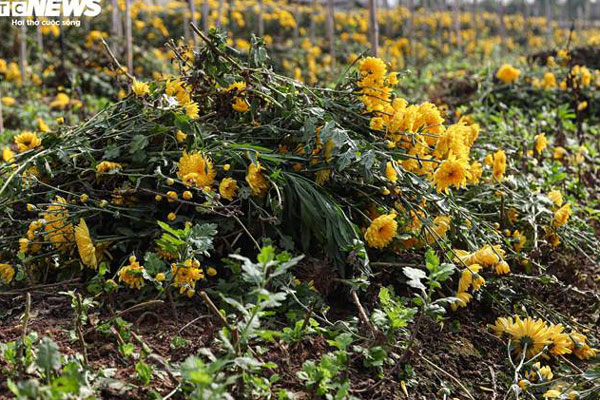Cúc ngũ sắc lần đầu xuất hiện ở làng hoa lớn nhất miền Tây-14