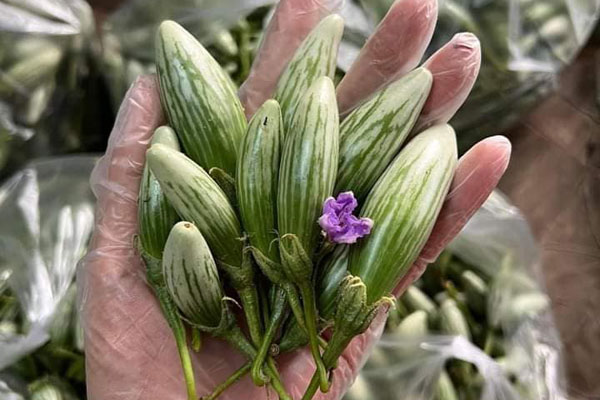 Bất ngờ có một số loại vỏ trái cây tưởng vứt đi mà hoá mỏ vàng”-4