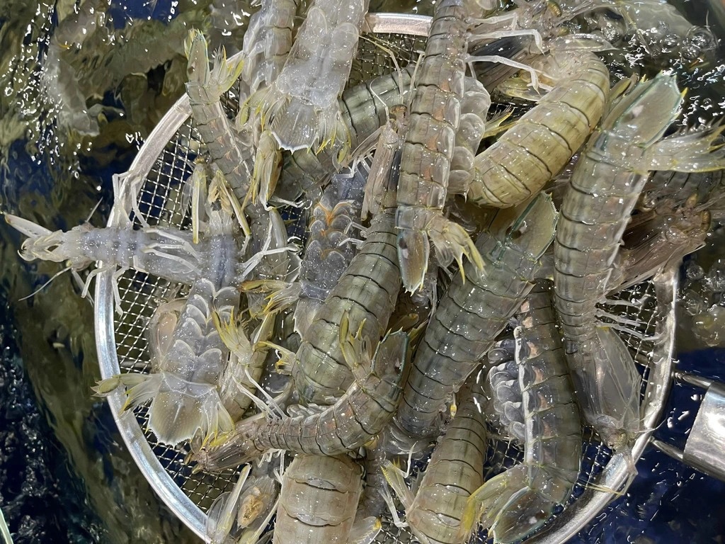 4 chỗ cần xem ngay khi mua bề bề, chọn nhầm có thể mua phải vỏ rỗng-1