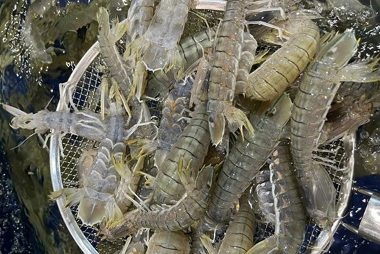 4 chỗ cần xem ngay khi mua bề bề, chọn nhầm có thể mua phải 
