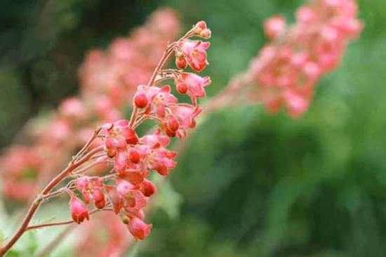 Tử vi ngày 20/12/2023: Tuổi Mùi đón nhận quả ngọt, tuổi Hợi tiểu nhân quấy phá