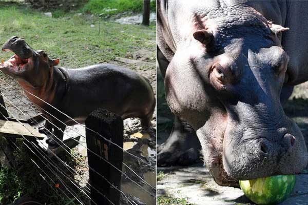 Vườn thú Hà Nội nói gì trước thông tin khỉ gầy trơ xương, chịu rét 10 độ C?-18