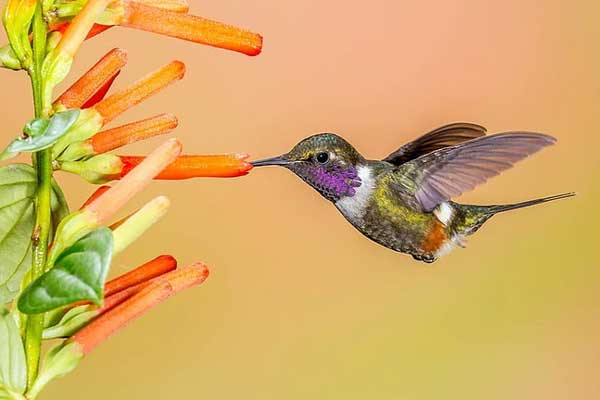 Khôn ngoan, mạnh mẽ: Ai sinh ngày Âm lịch này hưởng phước lành vô tận, năm mới 2024 phất lên không ngừng-3