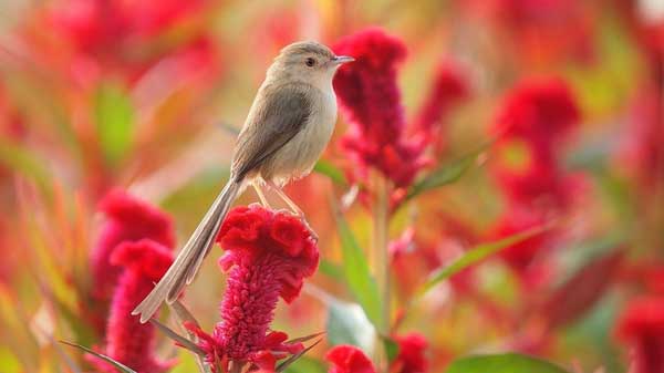Cuối năm Quý mão, 3 con giáp có Thần Tài ở bên, đảo ngược số phận, biến rủi thành may, nắm ngay tiền tỷ-3