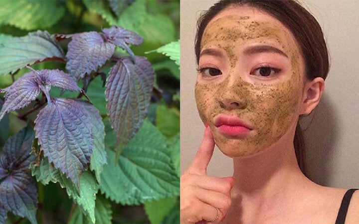 Cách trị nám da bằng lá tía tô-3