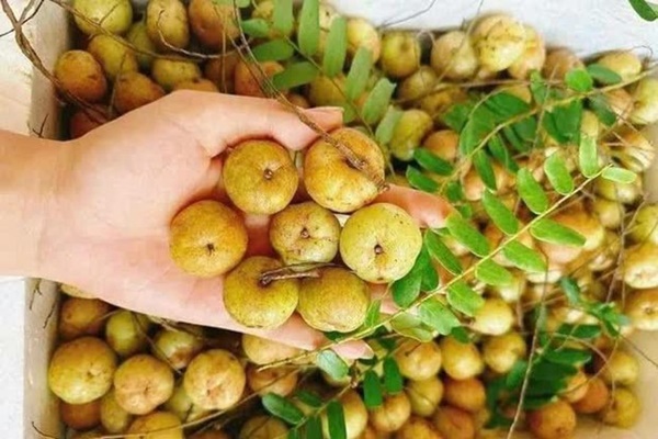 Loại quả giàu vitamin C chống lão hóa đang hot rần rần cõi mạng: Còn là thuốc hạ đường huyết, bổ tim mạch-3