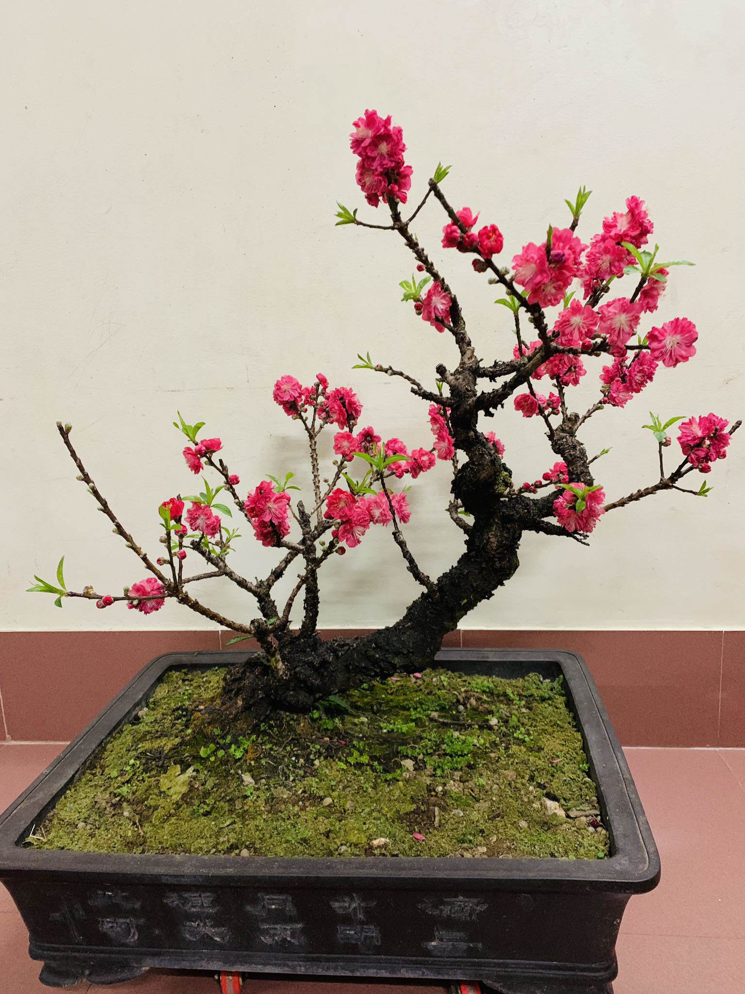 Chậu hoa đào vạn người mê”, chủ nhân định giá đến 50 triệu đồng-2