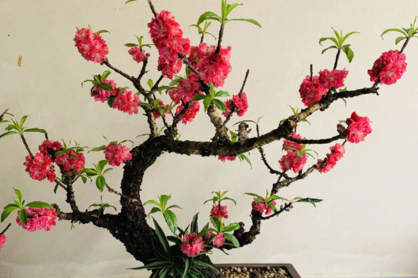 Đào Nhật Tân bung nở, nhiều người mua về chơi Tết sớm-10