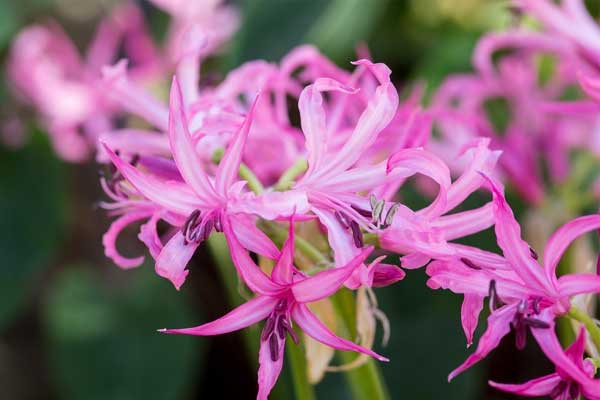 Số đỏ như son: Người sinh vào 3 tháng Âm lịch này khổ trước sướng sau, về già sung túc, dư dả-4