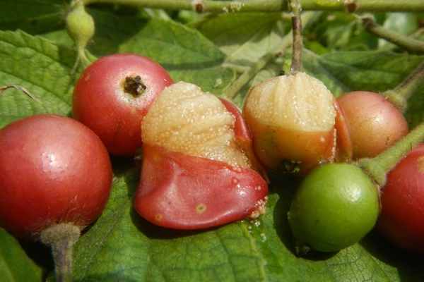 1 loại quả ngọt như đường nhưng lại có khả năng kiểm soát đường huyết, chống ung thư hiệu quả-1