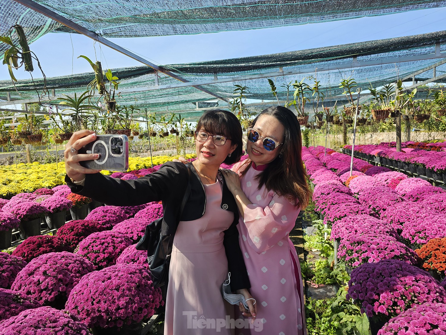 Cúc ngũ sắc lần đầu xuất hiện ở làng hoa lớn nhất miền Tây-1