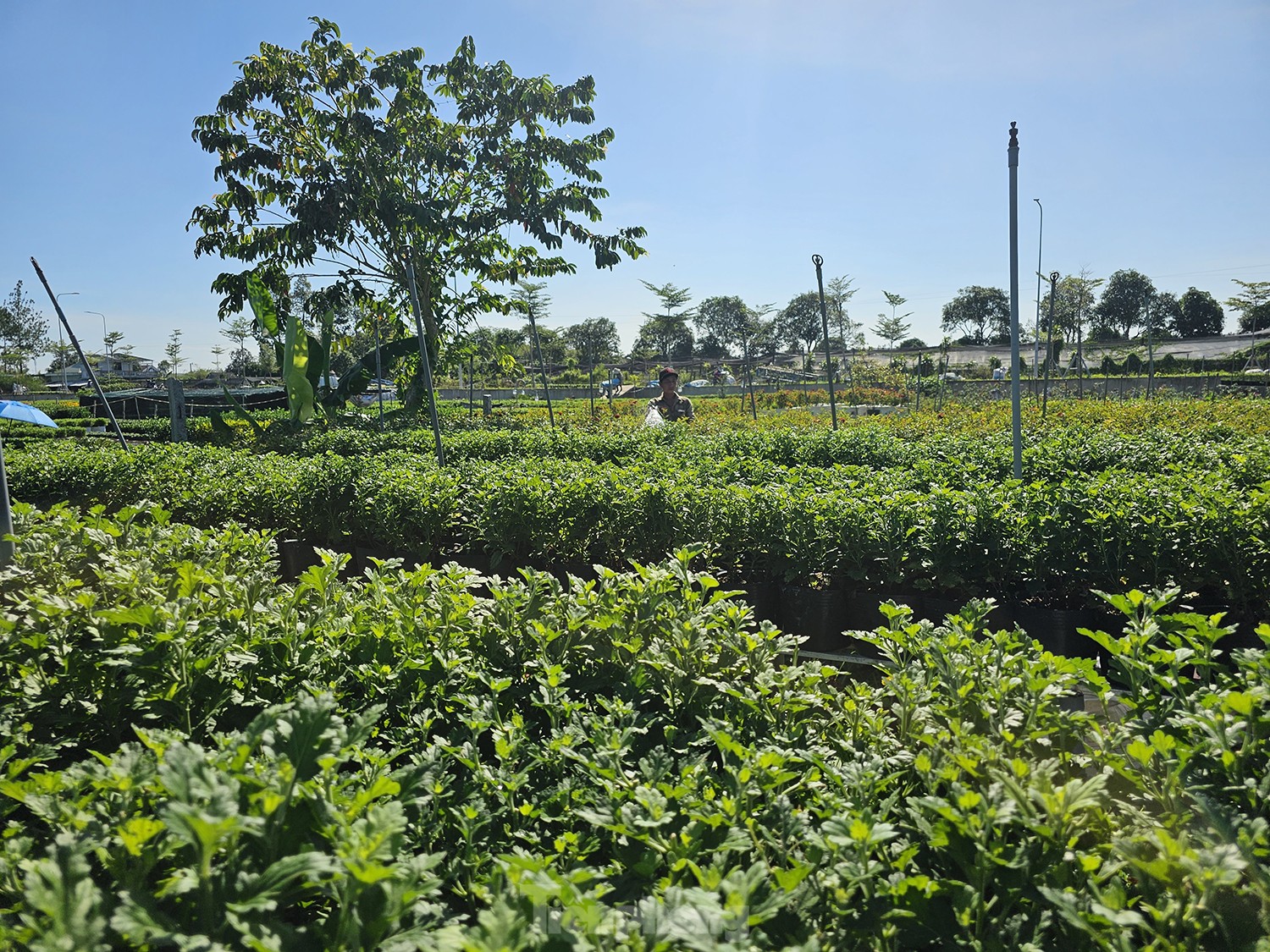 Cúc ngũ sắc lần đầu xuất hiện ở làng hoa lớn nhất miền Tây-13