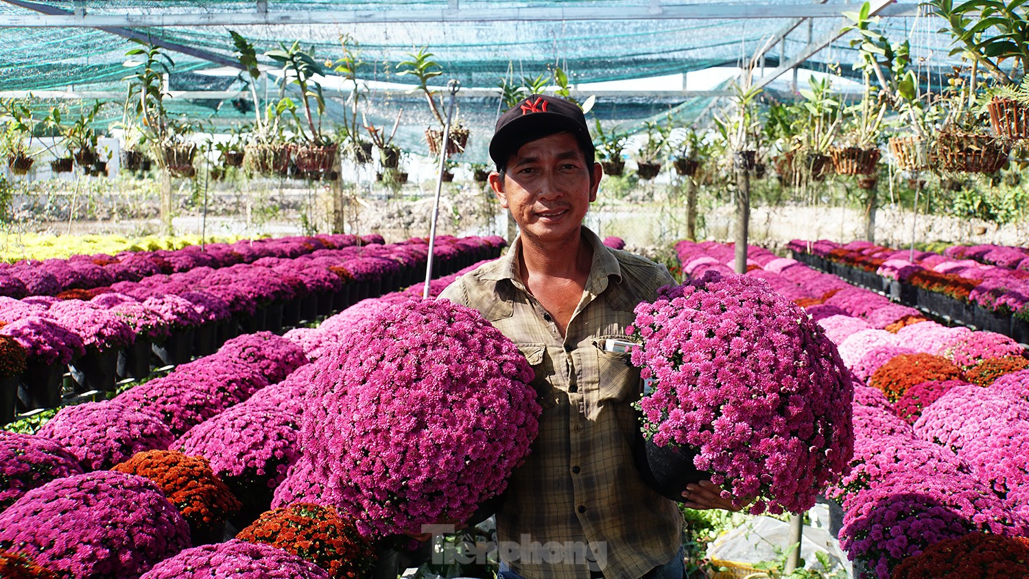 Cúc ngũ sắc lần đầu xuất hiện ở làng hoa lớn nhất miền Tây-2