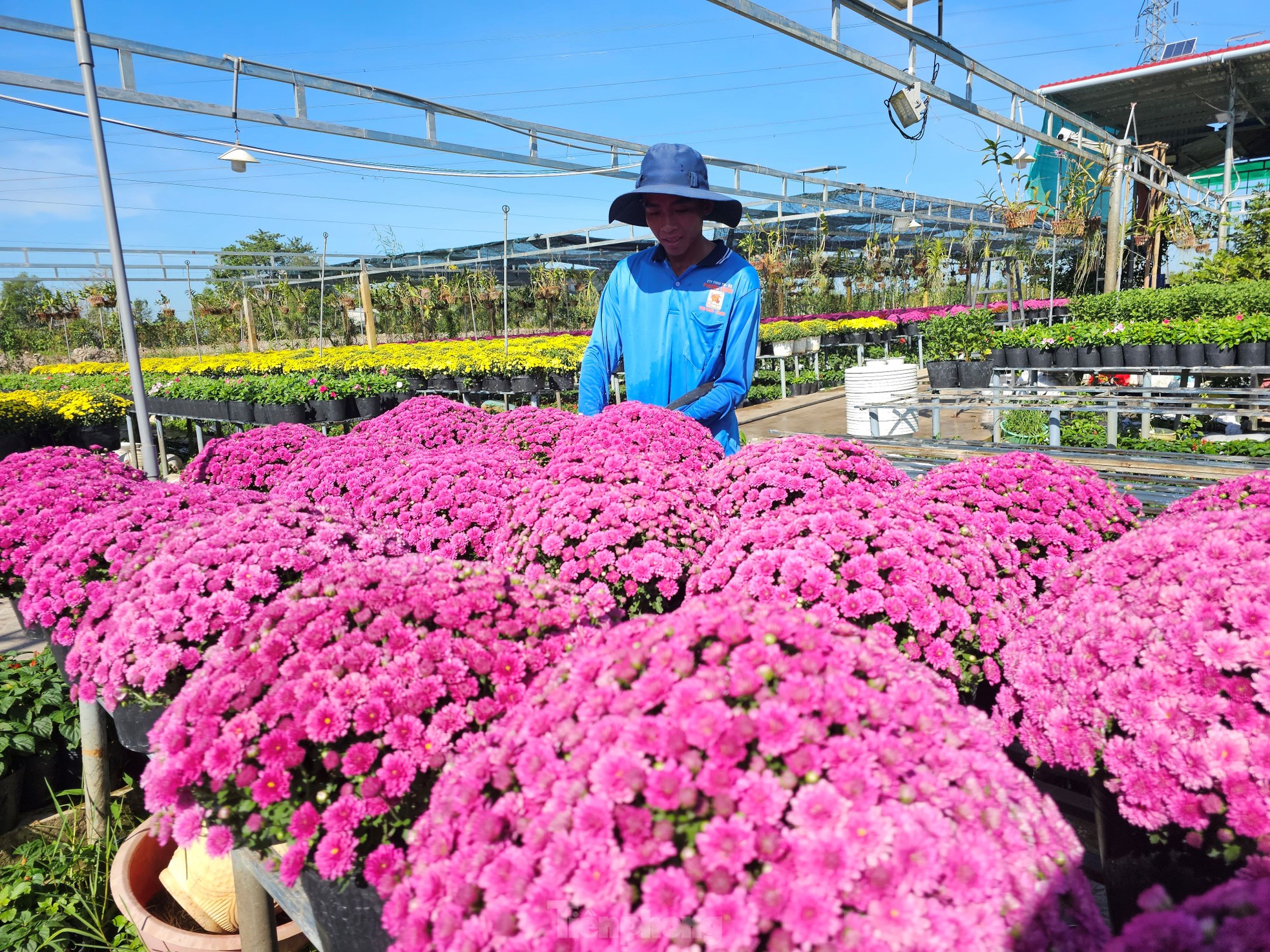 Cúc ngũ sắc lần đầu xuất hiện ở làng hoa lớn nhất miền Tây-5